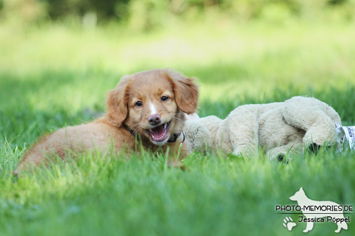 Nova Scotia Duck Tolling Retriever - Welpe