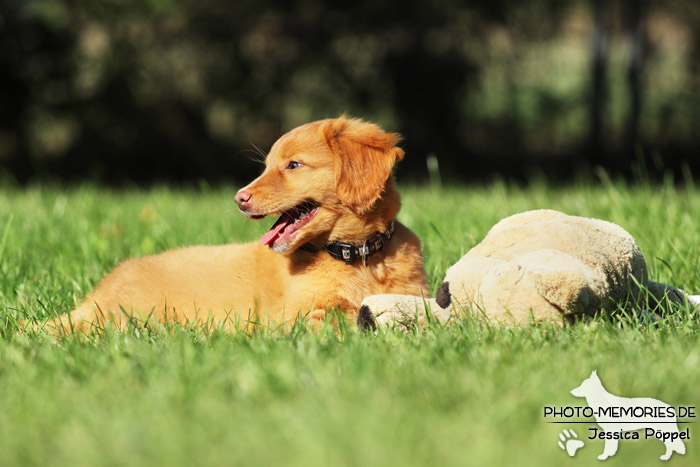 Nova Scotia Duck Tolling Retriever - Welpe