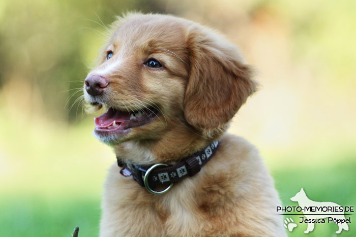 Nova Scotia Duck Tolling Retriever - Welpe