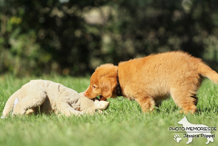 Nova Scotia Duck Tolling Retriever - Welpe