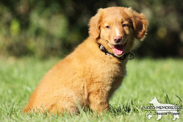 Nova Scotia Duck Tolling Retriever - Welpe