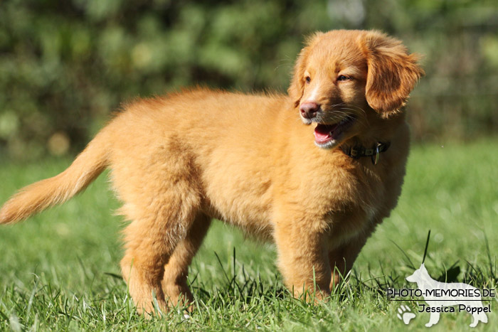 Nova Scotia Duck Tolling Retriever - Welpe