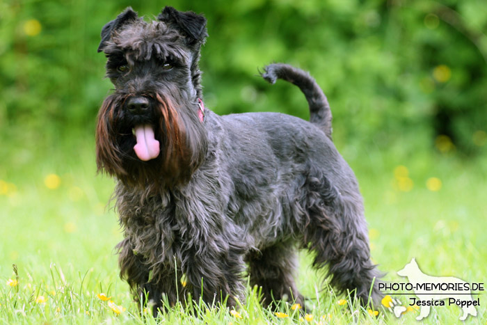 Zwergschnauzer im Stand