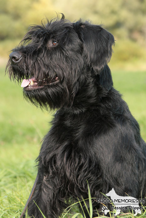 Riesenschnauzer im Sitzen