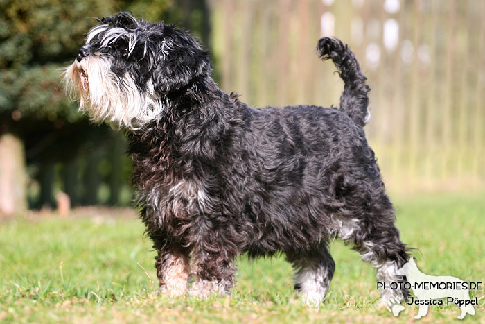 Zwergschnauzer im Stand