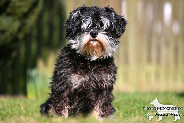 Zwergschnauzer im Sitzen