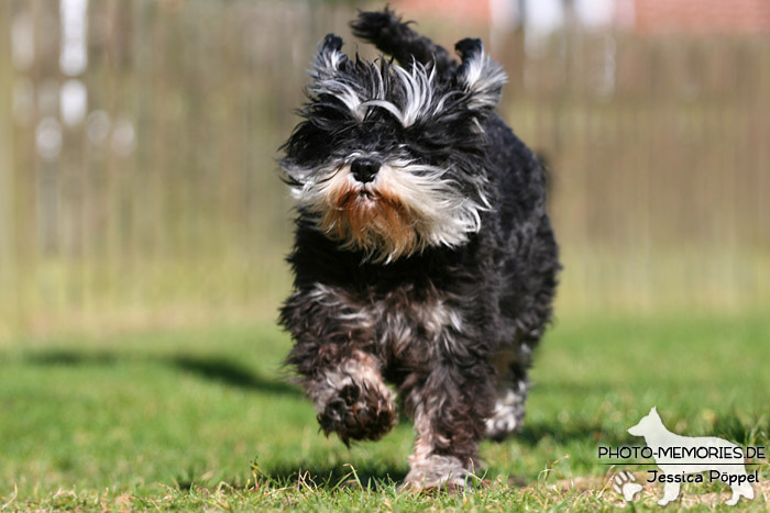 Zwergschnauzer in Action