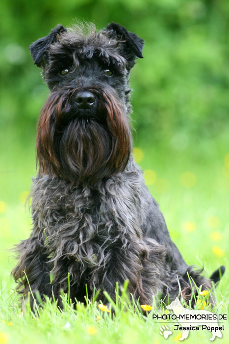 Zwergschnauzer im Sitzen