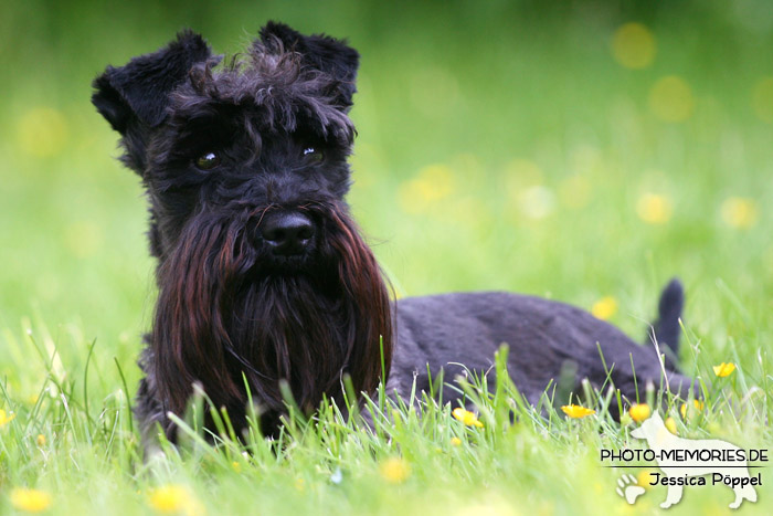 Zwergschnauzer im Liegen