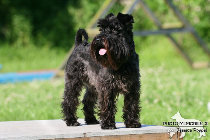 Zwergschnauzer auf dem Agility-Tisch