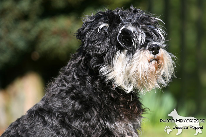 Portrait eines Zwergschnauzers