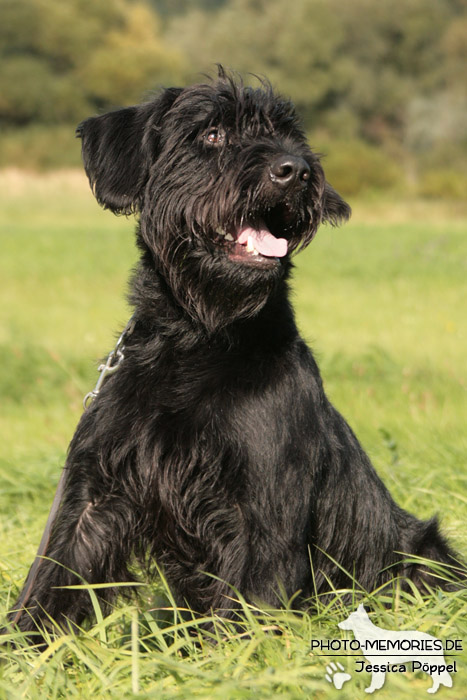 Riesenschnauzer im Sitzen