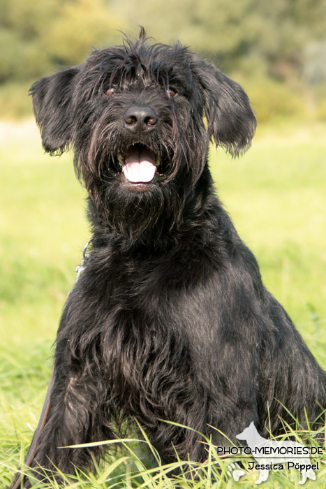 Riesenschnauzer im Sitzen