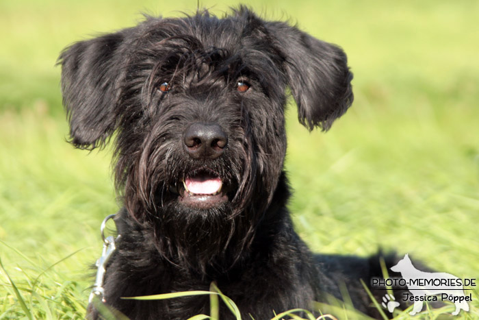 Riesenschnauzer im Liegen