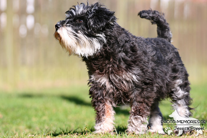 Zwergschnauzer in Action