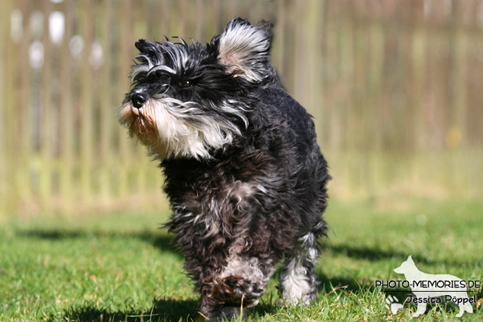 Zwergschnauzer in Action