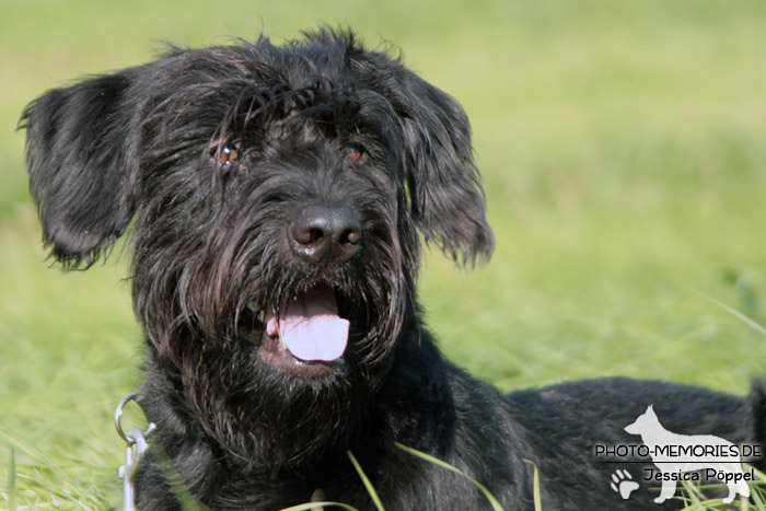 Riesenschnauzer im Liegen