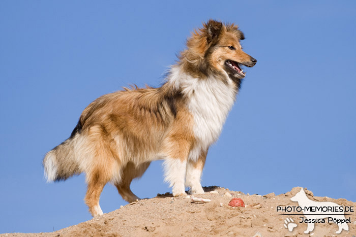 Sheltie im Stand