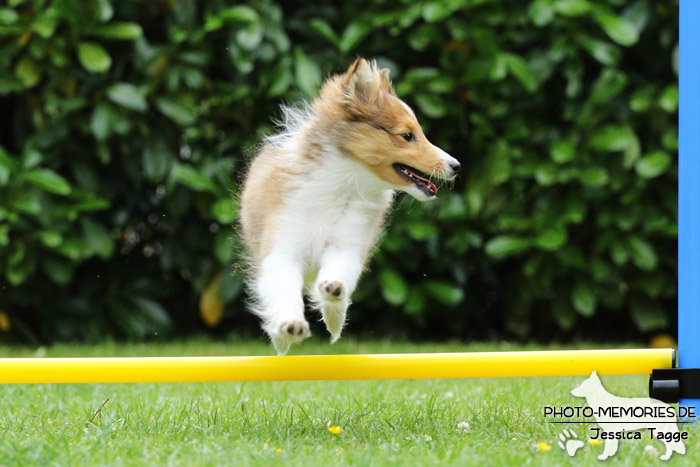 Sheltie beim Agility