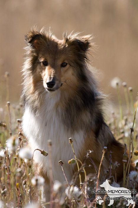 Portrait eines Shelties