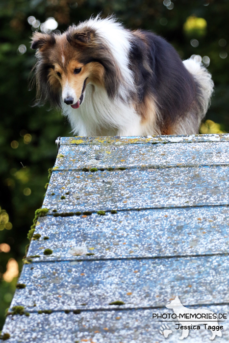 Sheltiehündin beim Agility