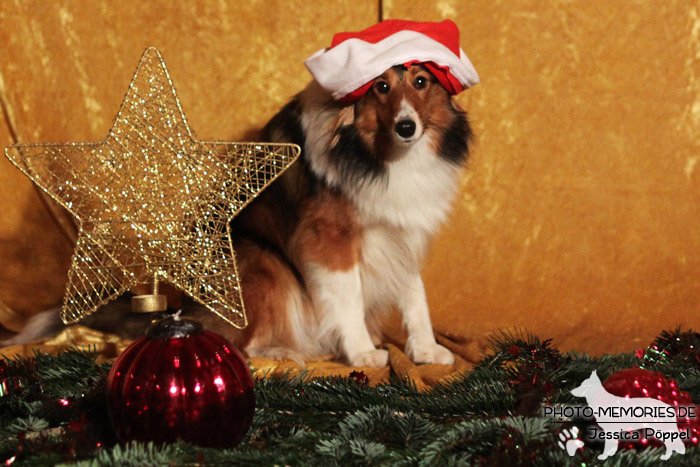 Sheltie im Studio an Weihnachten