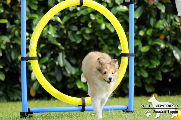 Sheltie beim Agility