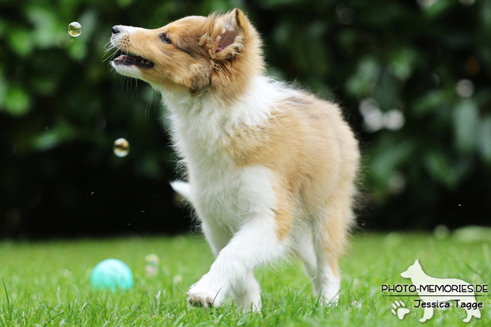 Sheltie beim Agility