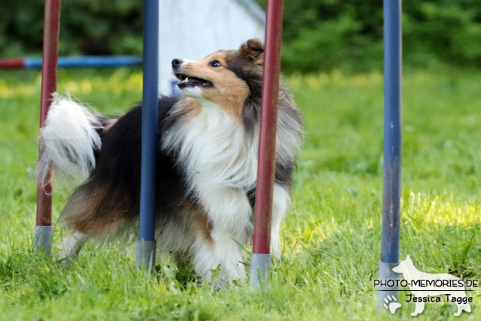 Sheltiehündin beim Agility