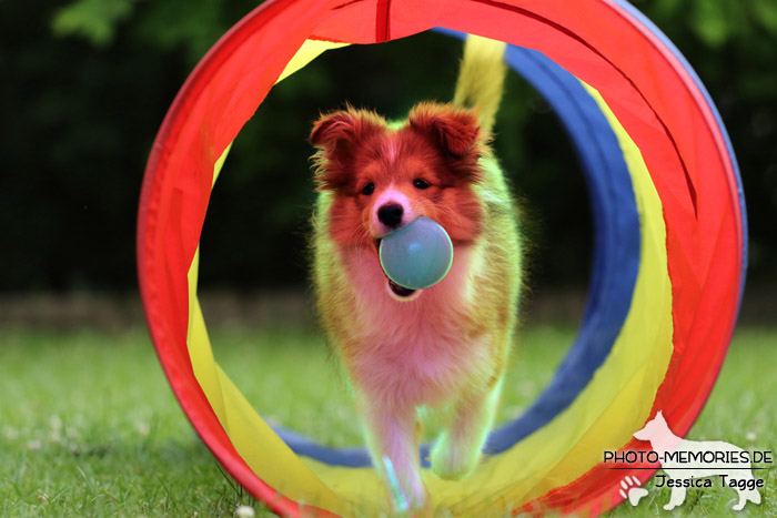 Sheltie beim Agility