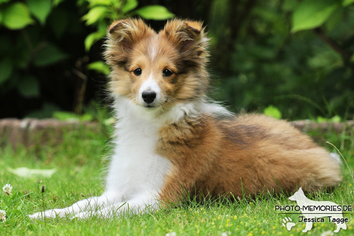 Sheltie beim Agility