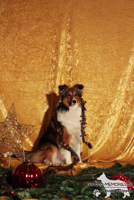 Sheltie im Studio an Weihnachten