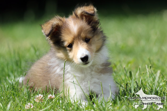 Sheltiewelpe