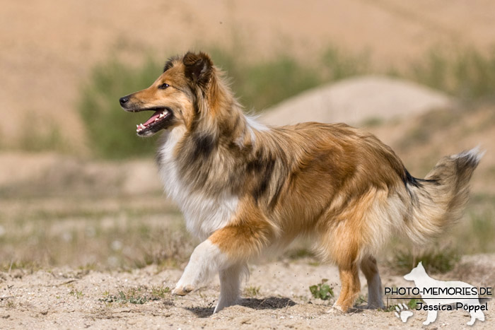 Sheltie in Bewegung