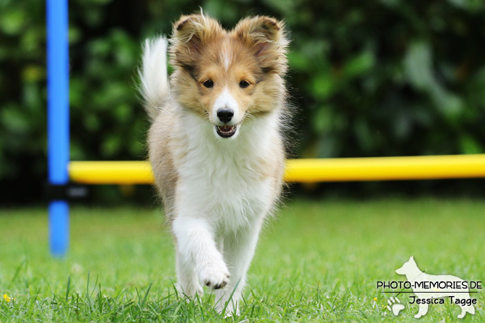 Sheltie beim Agility