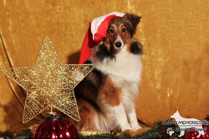 Sheltie im Studio an Weihnachten