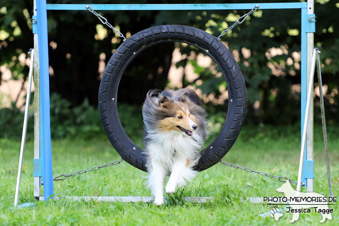 Sheltiehündin beim Agility
