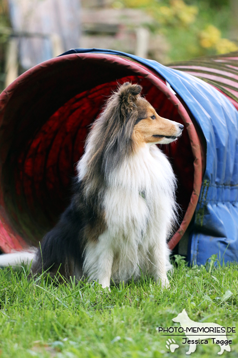 Sheltiehündin beim Agility