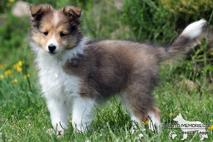 Sheltiewelpe