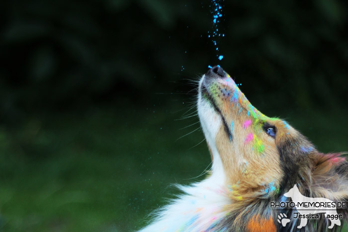 Holi mit einer Sheltiehündin