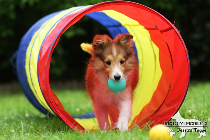 Sheltie beim Agility