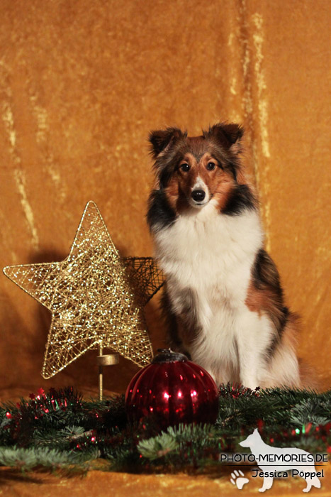 Sheltie im Studio an Weihnachten