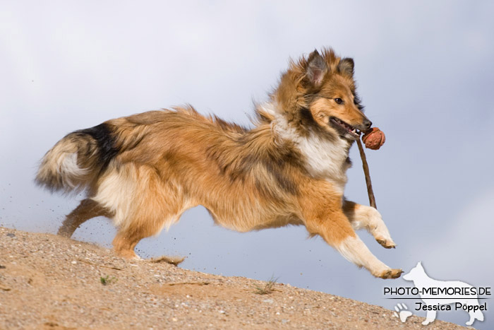 Sheltie beim Spielen