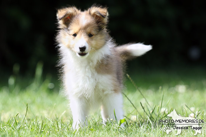 Sheltiewelpe