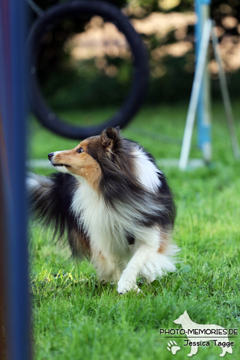 Sheltiehündin beim Agility