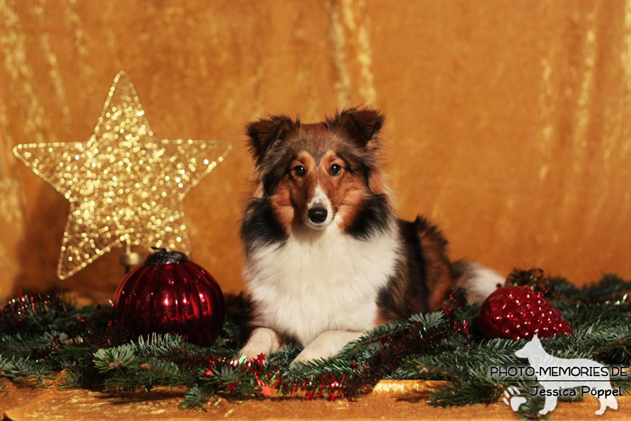 Sheltie im Studio an Weihnachten