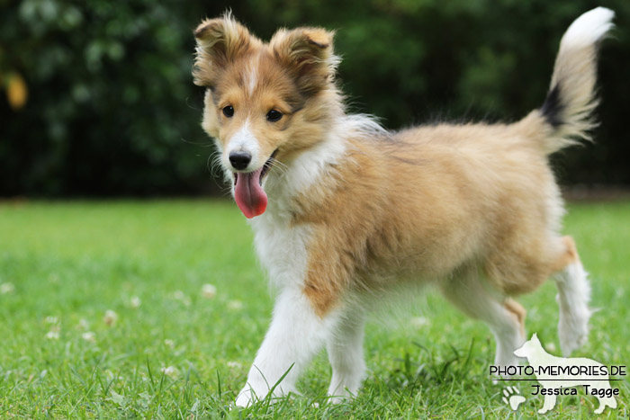 Sheltie beim Agility