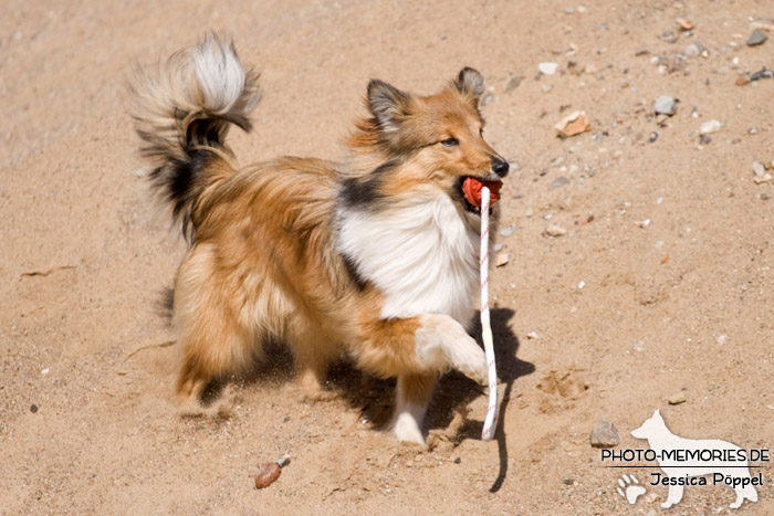 Sheltie beim Spielen