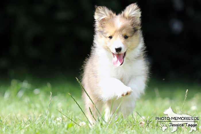 Sheltiewelpe