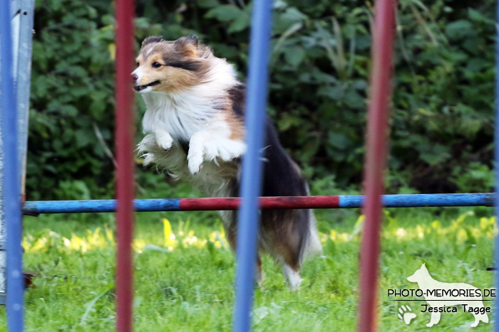 Sheltiehündin beim Agility
